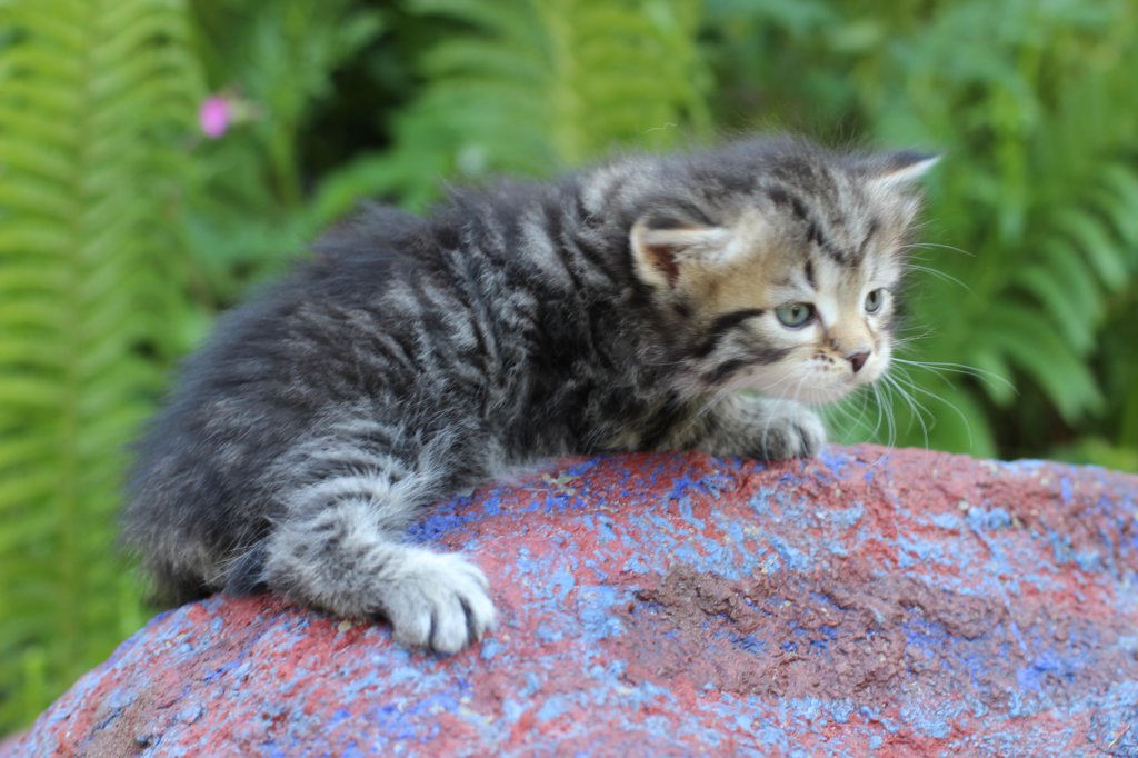 philadelphiagirl4weeks5.jpg