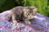 philippusboy4weeks10_small.jpg