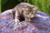 philippusboy4weeks11_small.jpg