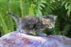philippusboy4weeks12_small.jpg