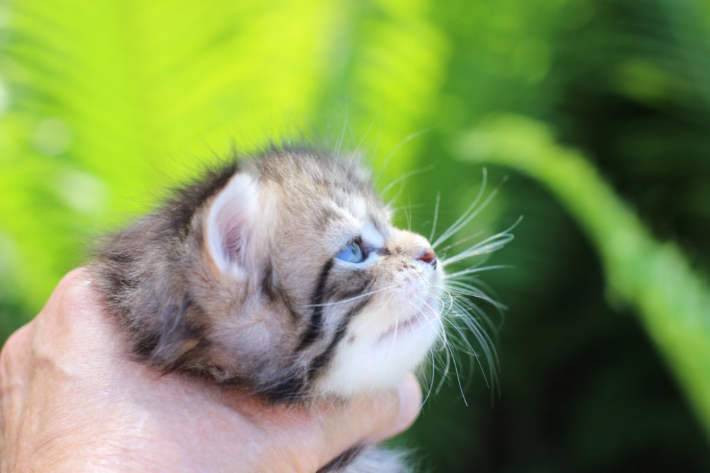 philippusboy4weeks14.jpg