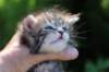 philippusboy4weeks15_small.jpg