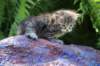 philippusboy4weeks17_small.jpg