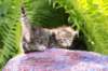 philippusboy4weeks6_small.jpg