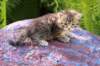 philippusboy4weeks8_small.jpg