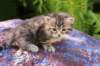 philippusboy4weeks9_small.jpg
