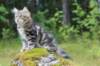 paulos15weeks26825_small.jpg