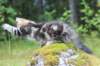paulos15weeks26826_small.jpg