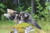 paulos15weeks26827_small.jpg