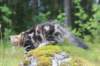 paulos15weeks26829_small.jpg