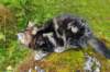 paulos15weeks26833_small.jpg