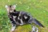 paulos15weeks26834_small.jpg