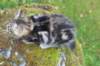paulos15weeks26836_small.jpg