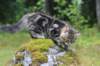 paulos15weeks26837_small.jpg
