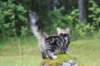 paulos15weeks26839_small.jpg