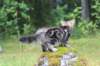 paulos15weeks26841_small.jpg