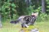 paulos15weeks26842_small.jpg