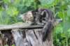 paulos15weeks26848_small.jpg