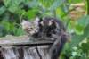 paulos15weeks26849_small.jpg