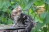 paulos15weeks26851_small.jpg