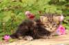 paulosboy1month13621_small.jpg