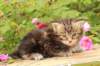 paulosboy1month13622_small.jpg