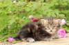 paulosboy1month13623_small.jpg