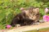 paulosboy1month13624_small.jpg