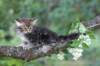 paulos8weeks24_small.jpg