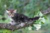 paulos8weeks26_small.jpg
