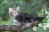 paulos8weeks27_small.jpg