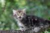 paulos8weeks30_small.jpg