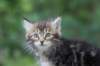 paulos8weeks31_small.jpg