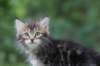 paulos8weeks32_small.jpg