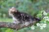 paulos8weeks34_small.jpg