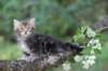 paulos8weeks35_small.jpg