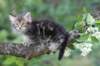 paulos8weeks39_small.jpg