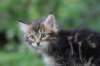 paulos8weeks41_small.jpg
