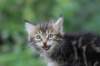 paulos8weeks42_small.jpg