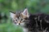 paulos8weeks44_small.jpg