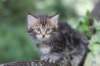 paulos8weeks45_small.jpg
