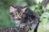 paulos8weeks46_small.jpg