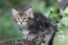 paulos8weeks47_small.jpg