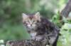 paulos8weeks48_small.jpg