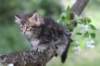 paulos8weeks49_small.jpg