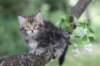 paulos8weeks51_small.jpg