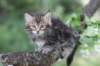 paulos8weeks52_small.jpg