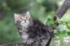paulos8weeks53_small.jpg