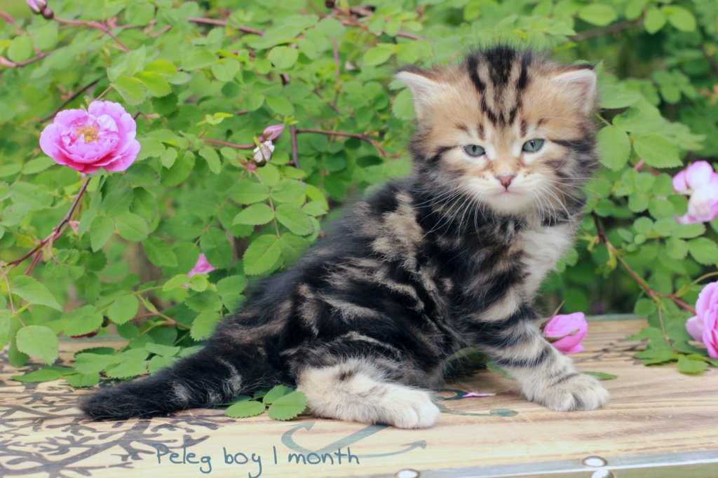 pelegboy1month1.jpg
