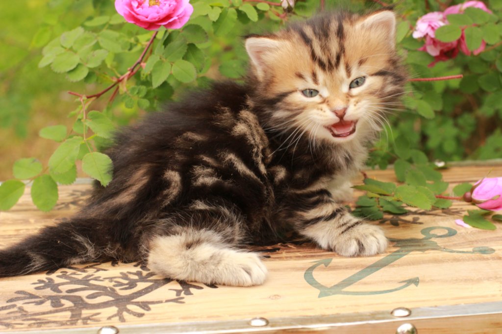 pelegboy1month14.jpg